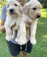 Goldendoodle Puppies for sale in Cattaraugus, NY 14719, USA. price: $60,000