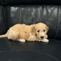 Goldendoodle Puppies for sale in Mt Vernon, VA, USA. price: $1,900