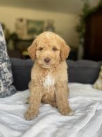 Goldendoodle Puppies for sale in Provo, UT, USA. price: $2,000