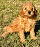 Goldendoodle Puppies for sale in East Canton, OH 44730, USA. price: $995