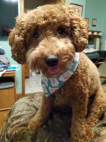 Goldendoodle Puppies for sale in Marion, IA, USA. price: $780
