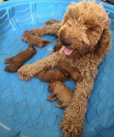 Goldendoodle Puppies for sale in North Highlands, CA, USA. price: $2,500