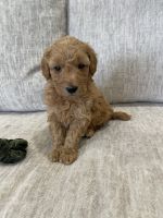 Goldendoodle Puppies for sale in Grand Rapids, MI, USA. price: $850
