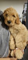 Goldendoodle Puppies for sale in La Habra Heights, CA 90631, USA. price: $1,500