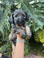 Goldendoodle Puppies for sale in San Diego, CA, USA. price: $2,500