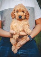 Goldendoodle Puppies for sale in Stevens, PA 17578, USA. price: $800