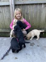 Goldendoodle Puppies for sale in Greenville, NC, USA. price: $500