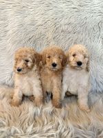 Goldendoodle Puppies for sale in Clifton, KS 66937, USA. price: $500