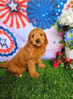 Goldendoodle Puppies for sale in San Diego, CA, USA. price: $550