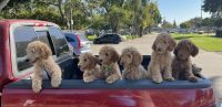 Goldendoodle Puppies for sale in Downey, CA, USA. price: $2,500