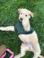 Goldendoodle Puppies for sale in Kansas City, MO, USA. price: $800
