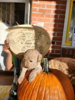 Goldendoodle Puppies for sale in Canton, OH, USA. price: $100,012,000