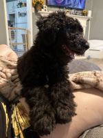 Goldendoodle Puppies for sale in Bellevue, NE 68005, USA. price: $600