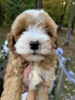Goldendoodle Puppies for sale in Homer City, PA 15748, USA. price: $525