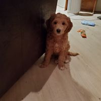 Goldendoodle Puppies for sale in Coeur d'Alene, ID, USA. price: $700