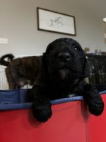Goldendoodle Puppies for sale in Powhatan, VA 23139, USA. price: $2,500