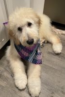 Goldendoodle Puppies for sale in Kittanning, PA 16201, USA. price: $50,000