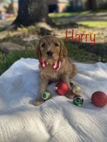Goldendoodle Puppies for sale in Richmond, TX, USA. price: $1,500