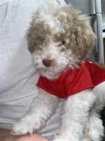 Goldendoodle Puppies for sale in New Windsor, NY 12553, USA. price: $1,550