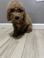 Goldendoodle Puppies for sale in Brooklyn, NY 11220, USA. price: $1,500