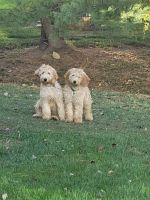 Goldendoodle Puppies for sale in Martinsburg, WV, USA. price: $850