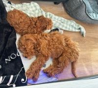 Goldendoodle Puppies for sale in New Rochelle, NY, USA. price: $1,350