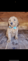 Goldendoodle Puppies for sale in Rancho Cordova, CA 95670, USA. price: $1,800