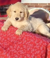 Goldendoodle Puppies for sale in Westminster, SC 29693, USA. price: $500