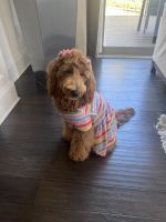 Goldendoodle Puppies for sale in Wake Forest, NC 27587, USA. price: $1,500