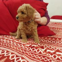 Goldendoodle Puppies for sale in Armstrong County, PA, USA. price: $120,000