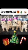 Goldendoodle Puppies for sale in Victorville, CA 92395, USA. price: $1,500