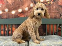 Goldendoodle Puppies for sale in Owenton, KY 40359, USA. price: $500