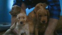 Goldendoodle Puppies for sale in Roseville, MI 48066, USA. price: $700