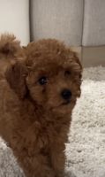 Goldendoodle Puppies for sale in Las Vegas, NV 89135, USA. price: $1,800