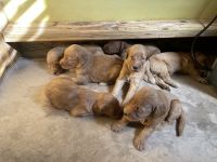 Goldendoodle Puppies for sale in Norco, CA, USA. price: $200,000