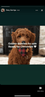Goldendoodle Puppies for sale in Providence, RI 02907, USA. price: $2,500