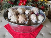 Goldendoodle Puppies for sale in Pasco, WA 99301, USA. price: $1,800
