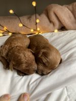 Goldendoodle Puppies for sale in Capon Bridge, WV 26711, USA. price: $2,000
