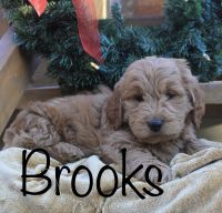 Goldendoodle Puppies for sale in Capon Bridge, WV 26711, USA. price: $650