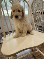 Goldendoodle Puppies for sale in Cookeville, TN, USA. price: $600