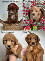 Goldendoodle Puppies for sale in Vancouver, Washington. price: $1,800