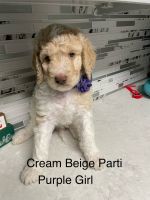 Goldendoodle Puppies for sale in Battle Creek, Michigan. price: NA