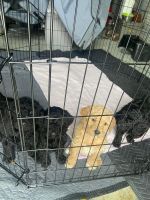 Goldendoodle Puppies for sale in Claremore, Oklahoma. price: $500