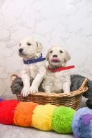Goldendoodle Puppies for sale in Sumner, Washington. price: $1,350