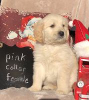 Goldendoodle Puppies for sale in Shelbyville, TN, USA. price: $500