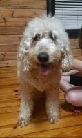 Goldendoodle Puppies for sale in Chatsworth, Georgia. price: $500