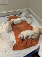 Goldendoodle Puppies for sale in Hilton Head Island, South Carolina. price: $1,200
