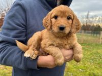 Goldendoodle Puppies for sale in Sharon, South Carolina. price: $1,000