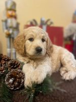 Goldendoodle Puppies for sale in Fruitland Park, Florida. price: $1,800
