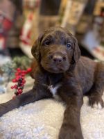 Goldendoodle Puppies for sale in Fruitland Park, Florida. price: $1,800